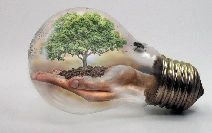 Image d'une ampoule contenant un arbre, pour représenter les notions d'actions pour préserver l'environnement.